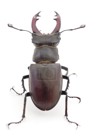 Male of deer beetle  (Oryctes Nasicornis) isolated on white.
