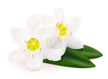 Téléchargez les photos : Deux fleurs blanches sur fond blanc - en image libre de droit