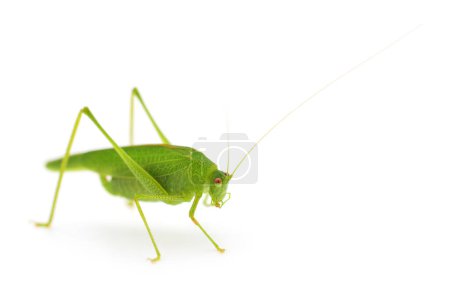 Photo for Green locust isolated on a white background. - Royalty Free Image