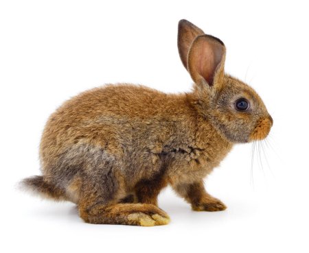 Photo for Small brown rabbit isolated on white background. - Royalty Free Image