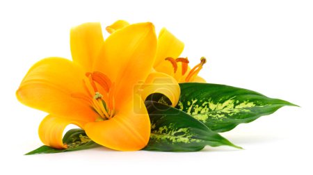 Photo for Two yellow lilies isolated on a white background. - Royalty Free Image