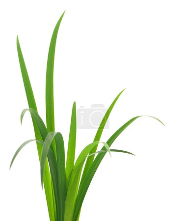 Foto de Hojas largas de hierba verde sobre un fondo blanco - Imagen libre de derechos