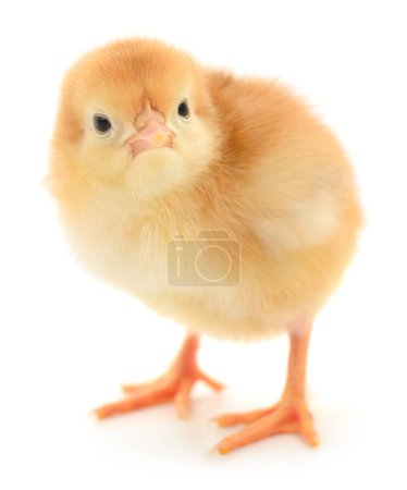 Foto de Un pollo pequeño sobre un fondo blanco - Imagen libre de derechos