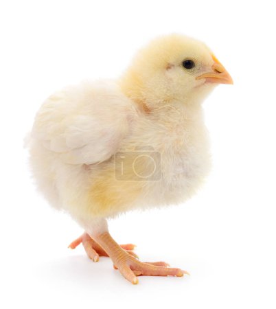 Foto de Un pollo pequeño sobre un fondo blanco - Imagen libre de derechos