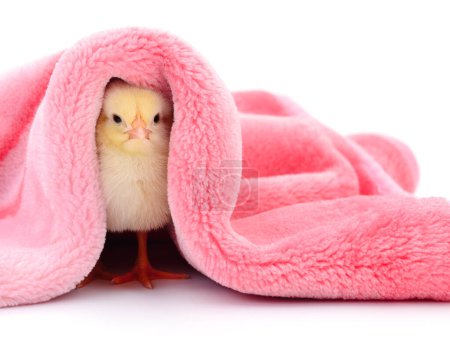 Photo for Little chicken under a blanket isolated on white. - Royalty Free Image