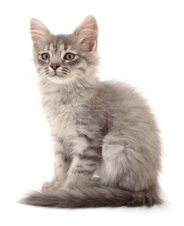 Foto de Pequeño gatito gris aislado sobre fondo blanco. - Imagen libre de derechos