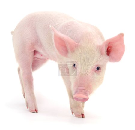 Téléchargez les photos : Cochon représenté sur fond blanc - en image libre de droit