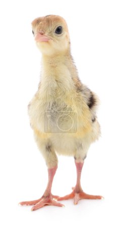 Foto de Lindo pavo de pollo recién nacido aislado sobre fondo blanco. - Imagen libre de derechos