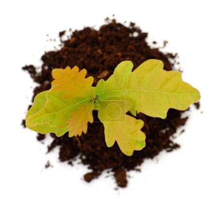 Photo for Tree oak planted in the soil substrate isolated on white background. - Royalty Free Image