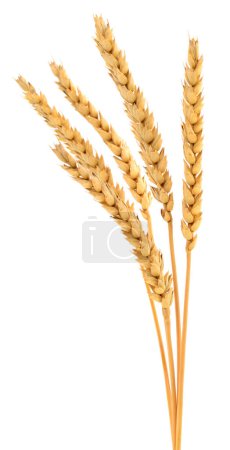 Foto de Orejas de trigo aisladas sobre fondo blanco. - Imagen libre de derechos