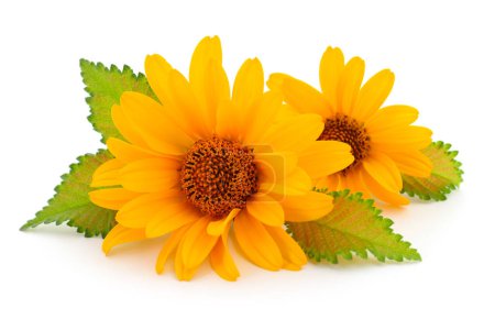 Téléchargez les photos : Deux fleurs jaunes sur fond blanc. - en image libre de droit
