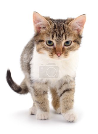 Téléchargez les photos : Petit chaton brun isolé sur fond blanc. - en image libre de droit