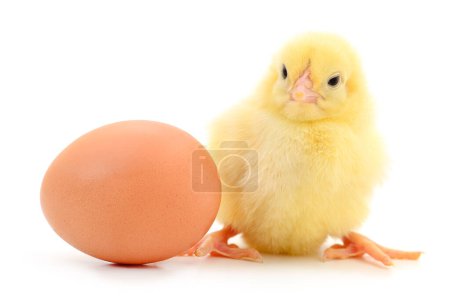 Photo for Chicken and brown egg isolated on white background. - Royalty Free Image
