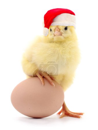 Téléchargez les photos : Poulet dans un chapeau rouge du Père Noël et oeuf brun isolé sur fond blanc. - en image libre de droit