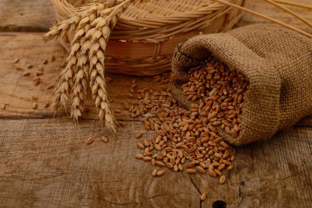 Wheat grains in a sack and ears.