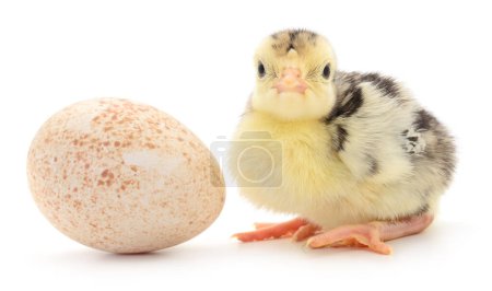 Photo for Turkey and egg isolated on white background. - Royalty Free Image