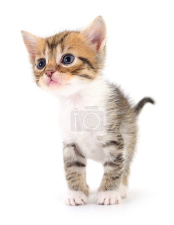 Photo for Small brown kitten isolated on white background. - Royalty Free Image