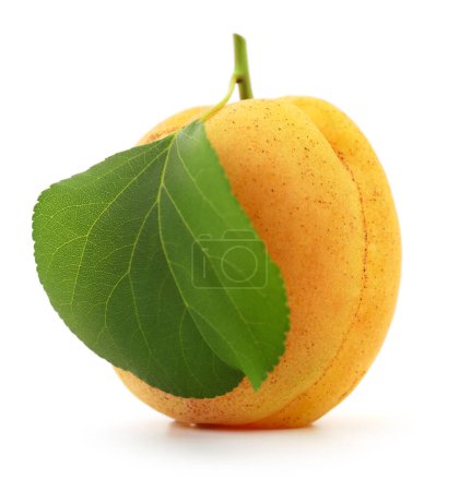 Téléchargez les photos : Fruit d'abricot simple avec feuille isolée sur fond blanc. - en image libre de droit