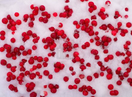 Foto de Bayas de grosella roja congeladas en la nieve. - Imagen libre de derechos