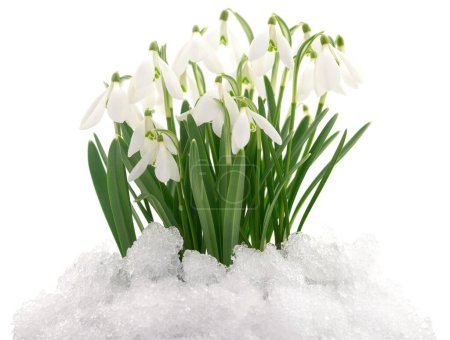Téléchargez les photos : Fleurs de chute de neige sortant de la vraie neige isolée sur blanc. - en image libre de droit