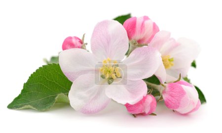 Foto de Las flores primaverales de manzana con las hojas blanco. - Imagen libre de derechos
