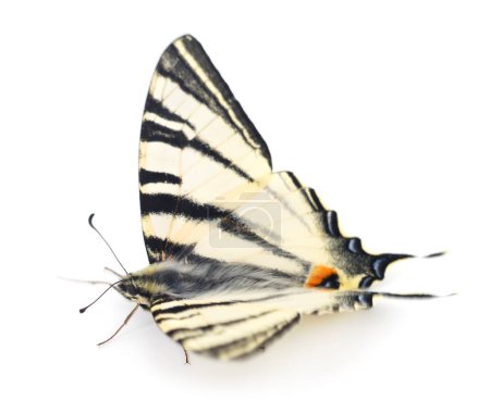 cola de golondrina (Papilio machaon) aislada sobre fondo blanco.