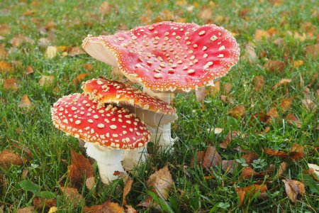 Photo for Three toadstools on a meadow - Royalty Free Image