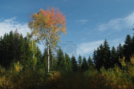 Photo for Spruce forest with a quaking aspen in autumn color in foreground - Royalty Free Image