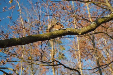 Foto de Bosque ratón en rama con árboles de hoja caduca en el fondo - Imagen libre de derechos