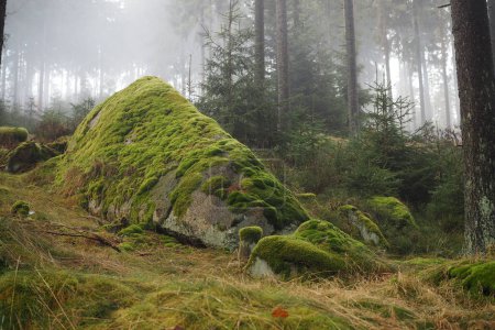 Photo for Mossy granite rock in a misty forest - Royalty Free Image