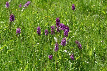 Photo for Orchid meadow with blooming flowers of broad-leaved orchid - Royalty Free Image