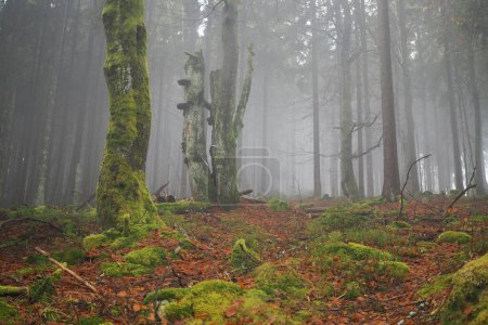 Photo for Old beech trees in a misty mountain forest - Royalty Free Image