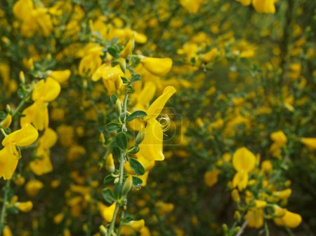 Photo for Detail from the bush of a common broom in bloom - Royalty Free Image