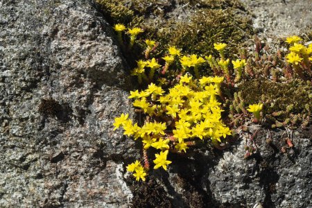 Photo for Flowering plant of pungent stonecrop on a rock - Royalty Free Image