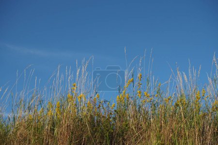 Photo for Flowering bedstraw on a field edge - Royalty Free Image