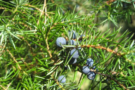 Photo for Ripe berries of a juniper bush - Royalty Free Image