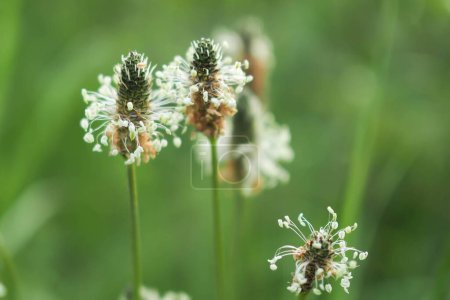 Photo for Flowering plants of ribwort plantain - Royalty Free Image