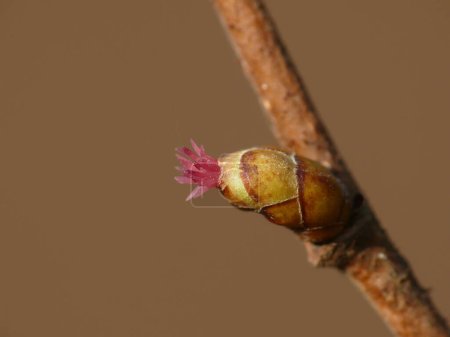 female blossom of hazelnut in springtime