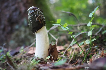 Photo for Fruiting body of common stinkhorn - Royalty Free Image