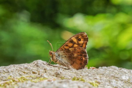 Photo for Speckled wood butterfly on a stone with closed wings - Royalty Free Image