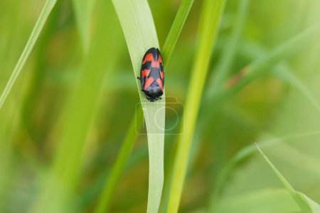 Photo for Black-and-red froghopper on a grass - Royalty Free Image