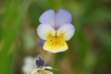 Photo for Single blossom of field pansy - Royalty Free Image