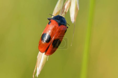 Photo for Ant bag beetle on a grass - Royalty Free Image
