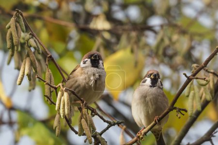 Photo for Two tree sparrows sitting on a branch in an autumnal hazel bush - Royalty Free Image
