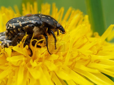 Photo for White-spotted rose beetle on a dandelion blossom - Royalty Free Image