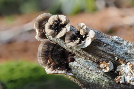 Photo for Fruiting bodies of the many-colored polypore - Royalty Free Image