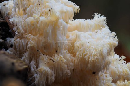 Photo for Fruiting body of the bearded hedgehog mushroom - Royalty Free Image