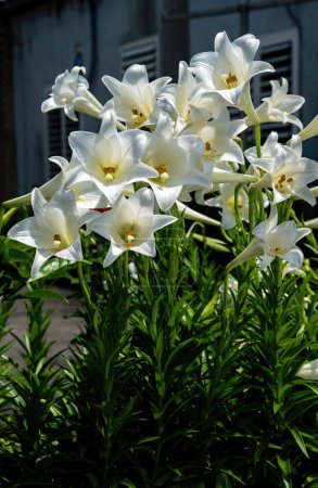 Téléchargez les photos : Lilium longiflorum, connu sous le nom de Lys de Pâques. - en image libre de droit