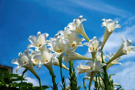 Téléchargez les photos : Lilium longiflorum, connu sous le nom de Lys de Pâques. - en image libre de droit