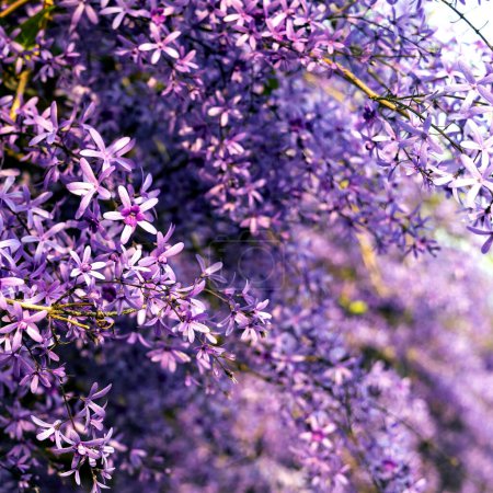 Foto de Petrea volubilis también se conoce como corona púrpura, corona de la reina o lija Vine. Una siempreverde floreciente que prefiere pleno sol. - Imagen libre de derechos